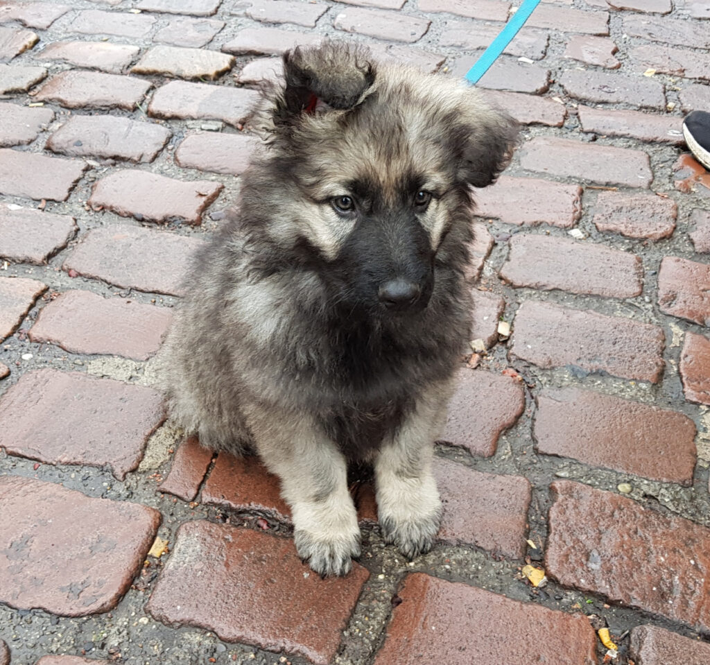 argenté charbonné chiot