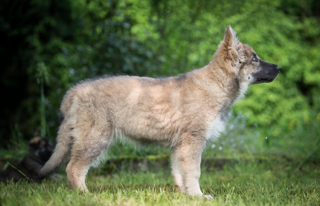 Sable charbonnée de bleu chiot
