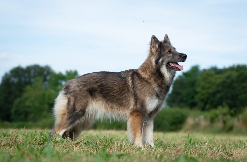 Sable charbonnée de bleu adulte