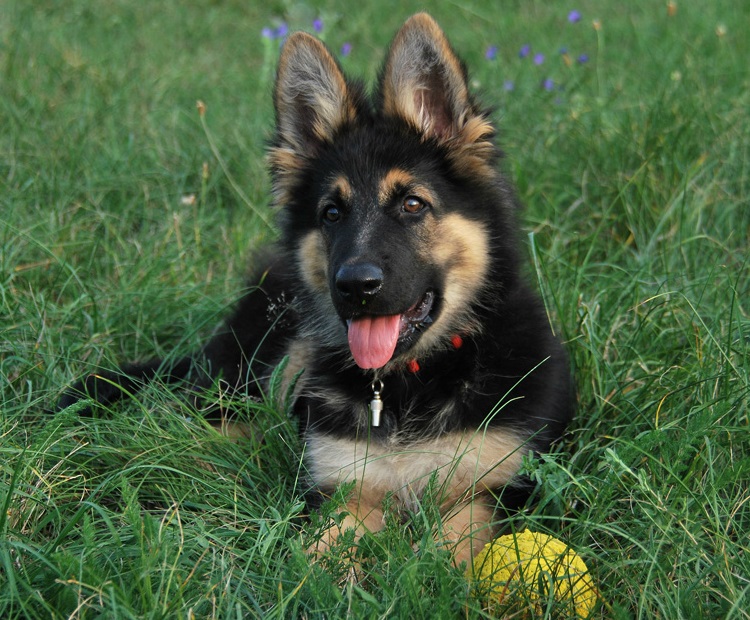 Noir et feu chiot