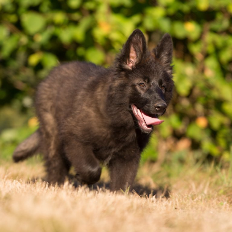 Noir smoke  chiot