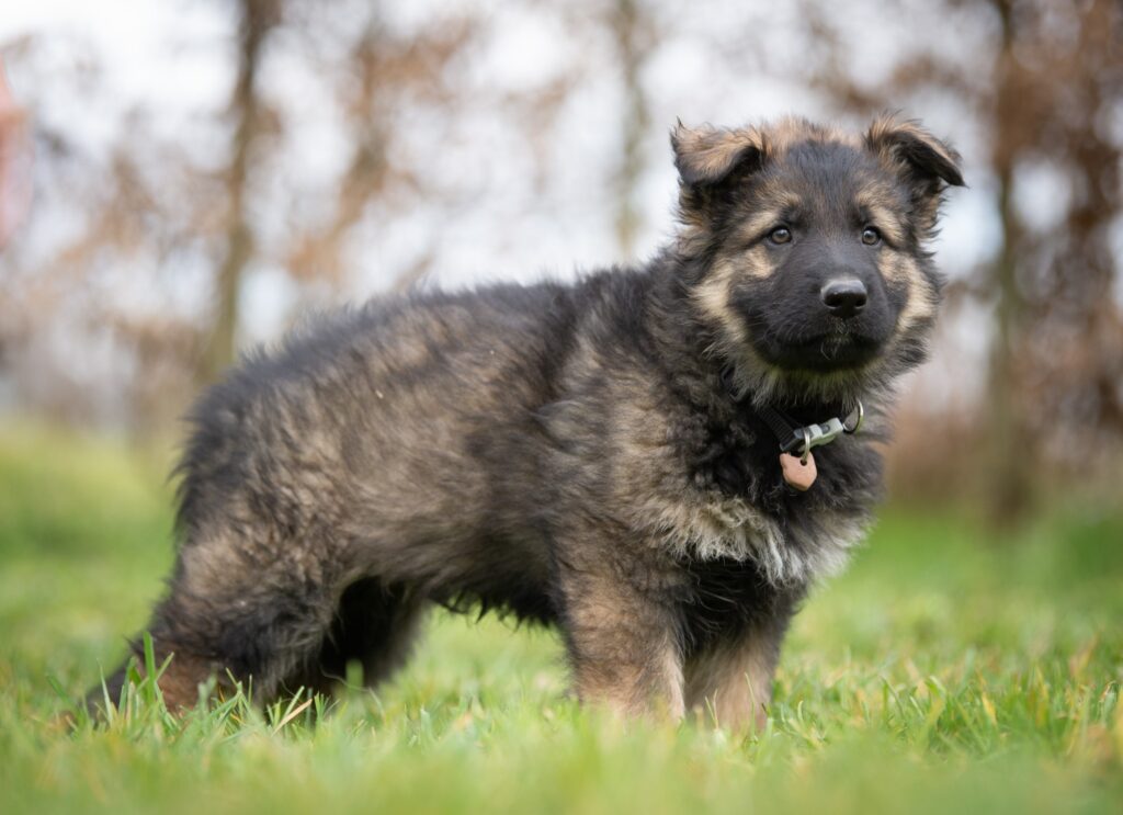 Sable charbonnée chiot