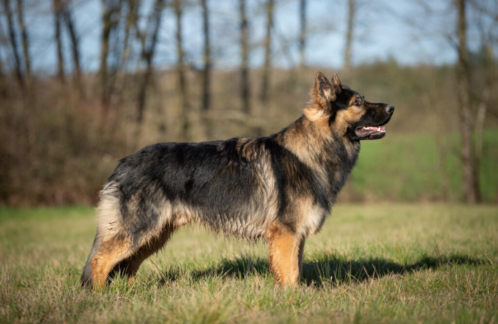 Sable charbonnée adulte